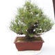 Pinus thunbergii Corticosa - Borovice thunbergova - 3/5