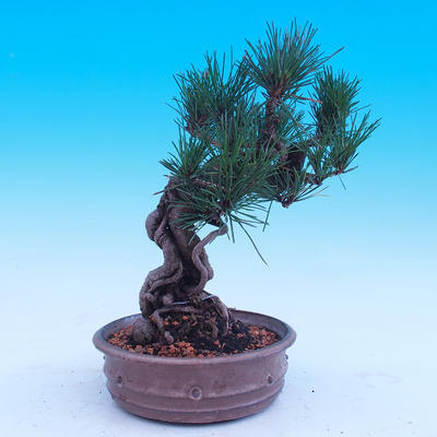 Venkovní bonsai -Borovice Thungergova - Pinus thunbergii - 3
