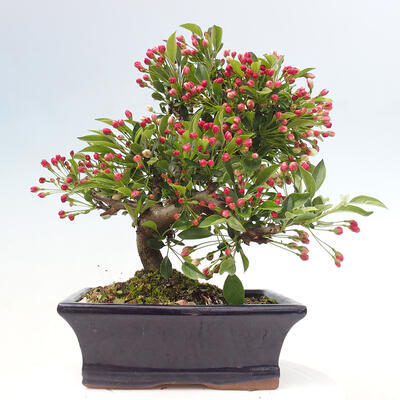Venkovní bonsai - Malus sargentii -  Maloplodá jabloň - 3