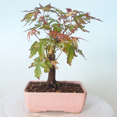 Venkovní bonsai - Javor palmatum sangokaku - Javor dlanitolistý - 3
