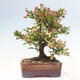Venkovní bonsai - Malus sargentii -  Maloplodá jabloň - 3/6