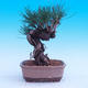 Venkovní bonsai -Borovice Thungergova - Pinus thunbergii - 3/5