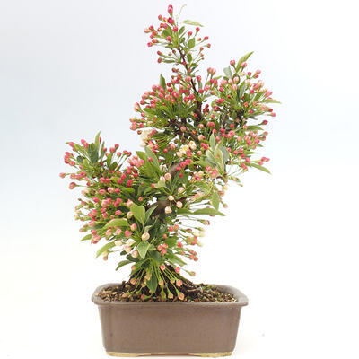 Venkovní bonsai - Malus sargentii -  Maloplodá jabloň - 3