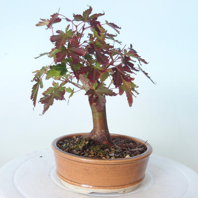 Venkovní bonsai - Javor palmatum sangokaku - Javor dlanitolistý - 3