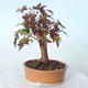 Venkovní bonsai - Javor palmatum sangokaku - Javor dlanitolistý - 3/5