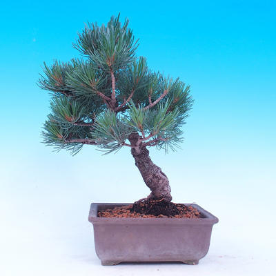 Venkovní bonsai -Borovice  drobnokvětá - Pinus parviflora glauca - 3
