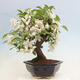 Venkovní bonsai -Malus halliana - Maloplodá jabloň - 3/7