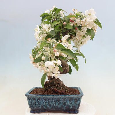 Venkovní bonsai -Malus halliana - Maloplodá jabloň - 3