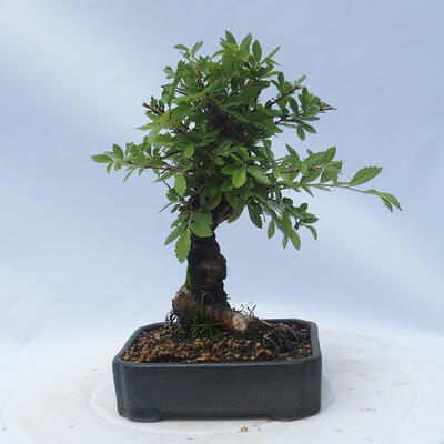 Vonkajšie bonsai - Zelkova - Zelkova NIRE - 3