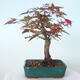 Venkovní bonsai - Javor palmatum DESHOJO - Javor dlanitolistý - 3/6