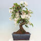 Venkovní bonsai -Malus halliana - Maloplodá jabloň - 3/7