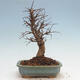 Venkovní bonsai - Zelkova - Zelkova NIRE - 3/5
