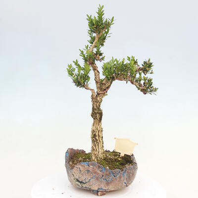 Pokojová bonsai - Buxus harlandii -korkový buxus - 3