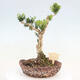 Pokojová bonsai - Buxus harlandii -korkový buxus - 3/6