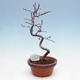 Venkovní  bonsai -  Chaneomeles chinensis - Kdoulovec čínsky - 3/4