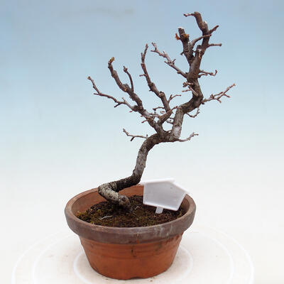 Venkovní  bonsai -  Chaneomeles chinensis - Kdoulovec čínsky - 3