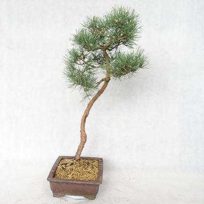 Venkovní bonsai - Pinus sylvestris Watereri  - Borovice lesní VB2019-26839 - 3