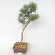 Venkovní bonsai - Pinus sylvestris Watereri  - Borovice lesní VB2019-26839 - 3/4