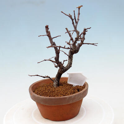 Venkovní  bonsai -  Chaneomeles chinensis - Kdoulovec čínsky - 3