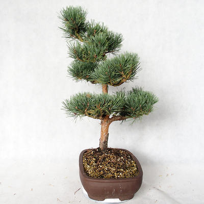 Venkovní bonsai - Pinus sylvestris Watereri  - Borovice lesní VB2019-26848 - 3