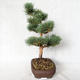 Venkovní bonsai - Pinus sylvestris Watereri  - Borovice lesní VB2019-26848 - 3/4