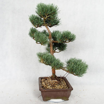 Venkovní bonsai - Pinus sylvestris Watereri  - Borovice lesní VB2019-26852 - 3