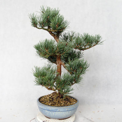 Venkovní bonsai - Pinus sylvestris Watereri  - Borovice lesní VB2019-26859 - 3