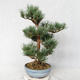 Venkovní bonsai - Pinus sylvestris Watereri  - Borovice lesní VB2019-26859 - 3/4