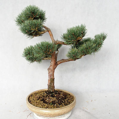 Venkovní bonsai - Pinus sylvestris Watereri  - Borovice lesní VB2019-26868 - 3