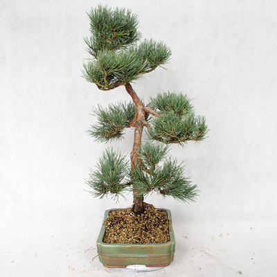 Venkovní bonsai - Pinus sylvestris Watereri  - Borovice lesní VB2019-26877 - 3