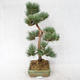 Venkovní bonsai - Pinus sylvestris Watereri  - Borovice lesní VB2019-26877 - 3/4