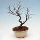 Venkovní bonsai - Blýskalka chlupatá - Photinia villosa - 3/5