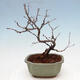 Venkovní bonsai - Blýskalka chlupatá - Photinia villosa - 3/5
