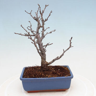 Venkovní bonsai - Blýskalka chlupatá - Photinia villosa - 3
