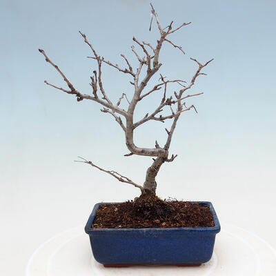 Venkovní bonsai - Blýskalka chlupatá - Photinia villosa - 3