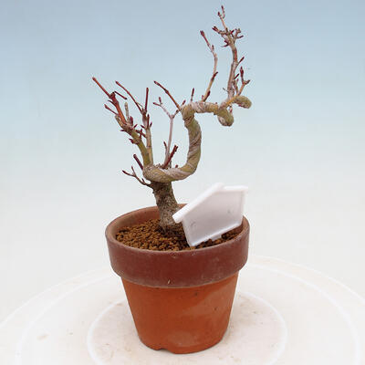Venkovní bonsai  Acer palmatum - Javor dlanitolistý - 3