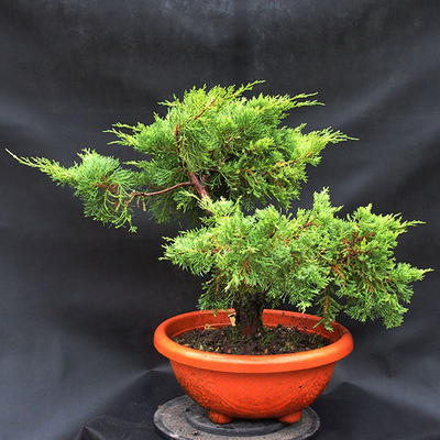 Jalovec - Juniperus sabina NO-28 - 3