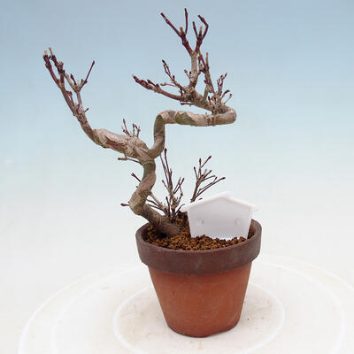 Venkovní bonsai  Acer palmatum - Javor dlanitolistý - 3