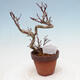 Venkovní bonsai  Acer palmatum - Javor dlanitolistý - 3/4