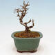 Venkovní bonsai - Ligustrum obtusifolium - Ptačí zob tupolistý - 3/5