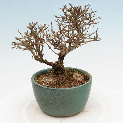 Venkovní bonsai - Ligustrum obtusifolium - Ptačí zob tupolistý - 3