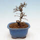 Venkovní bonsai - Ligustrum obtusifolium - Ptačí zob tupolistý - 3/5