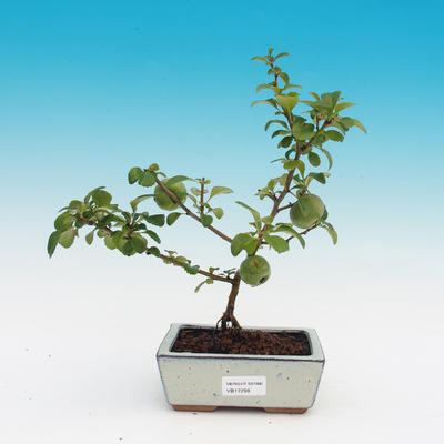 Venkovní bonsai - Chaneomeles japonica - kdoulovec - 3