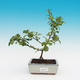 Venkovní bonsai - Chaneomeles japonica - kdoulovec - 3/3
