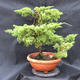 Jalovec - Juniperus sabina NO-29 - 3/6