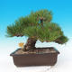 Venkovní bonsai - Pinus thunbergii - Borovice thunbergova - 3/6