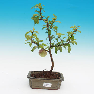 Venkovní bonsai - Chaneomeles japonica - kdoulovec - 3