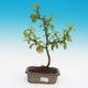 Venkovní bonsai - Chaneomeles japonica - kdoulovec - 3/3