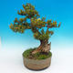 Venkovní bonsai -Zimostrás VB14302 - 3/5