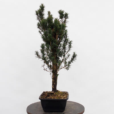 Venkovní bonsai - Taxus cuspidata  - Tis japonský - 3